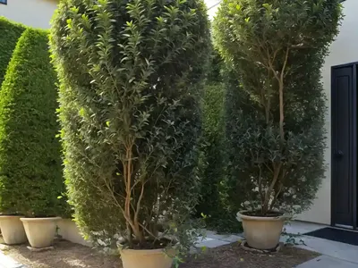 Ligustrum Japonicum (Japanese Privet)
