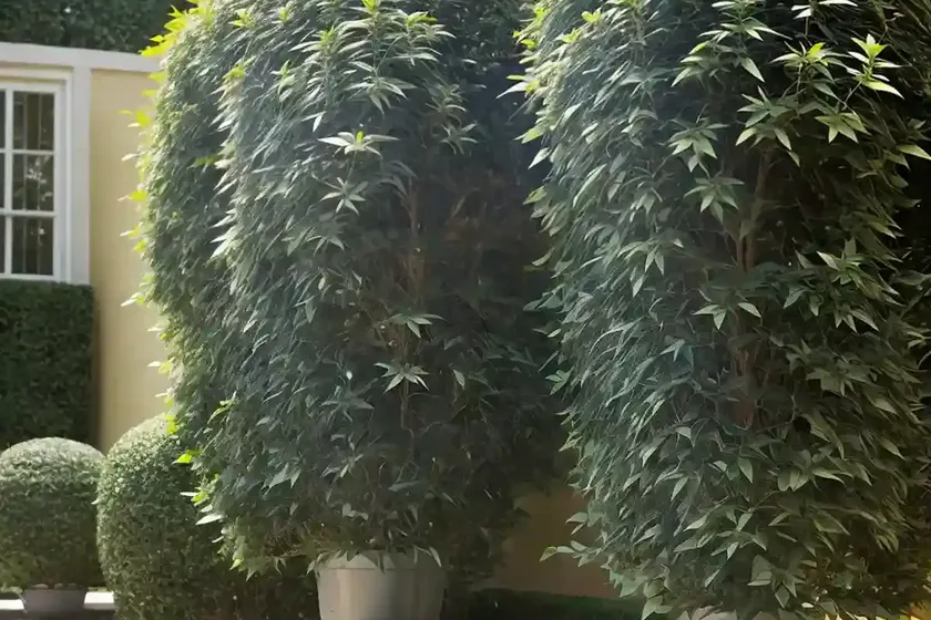 Ligustrum Japonicum ‘Rotundifolium’ (Japanese Privet) — photo 2