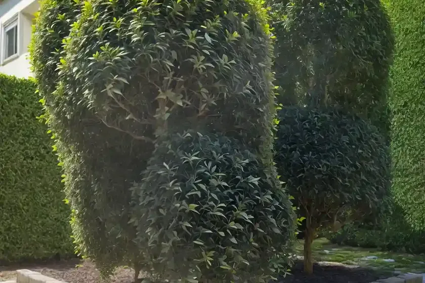 Ligustrum japonicum ‘variegatum’ (japanese privet) — photo 2