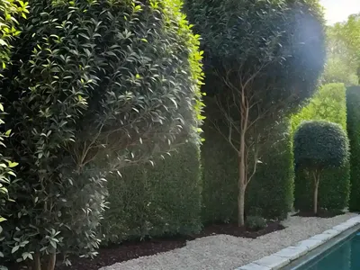 Ligustrum Japonicum ‘Variegatum’ (Japanese Privet)