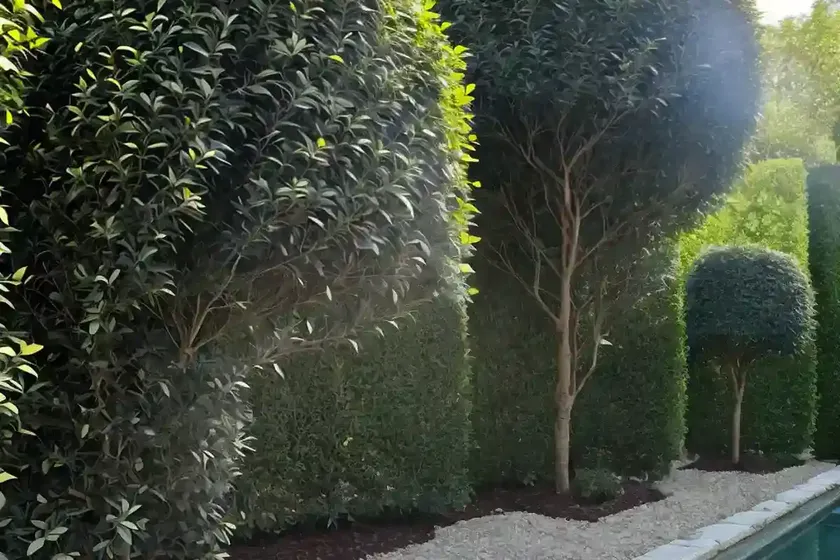 Ligustrum japonicum ‘variegatum’ (japanese privet)