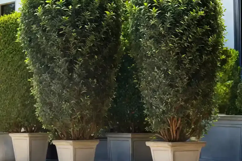 Ligustrum sinense ‘sunshine’ (chinese privet) — photo 2