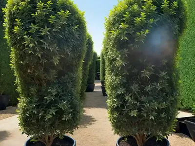 Ligustrum Sinense ‘Sunshine’ (Chinese Privet)