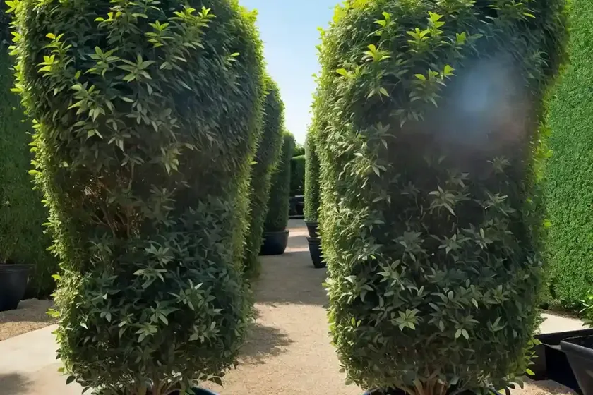 Ligustrum sinense ‘sunshine’ (chinese privet)