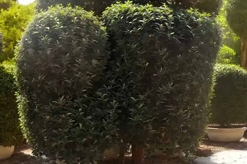 Ligustrum vulgare (common privet) — photo 3