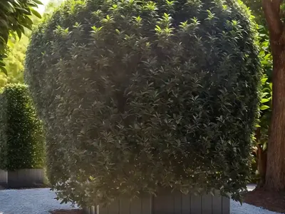 Ligustrum Vulgare (Common Privet)