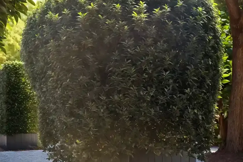 Ligustrum vulgare (common privet)