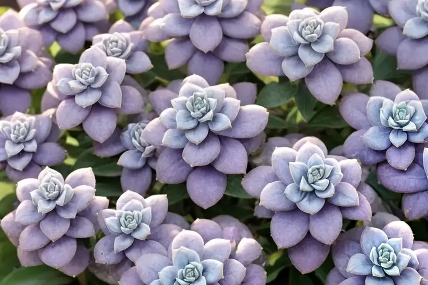 Lilac mist sedeveria (sedeveria lilac mist’) — photo 2