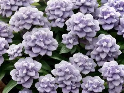 Lilac Mist Sedeveria (Sedeveria Lilac Mist’)