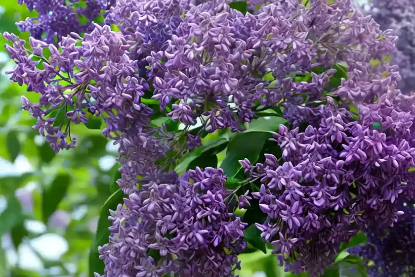 Lilac (Syringa ‘Bailbelle’ TINKERBELLE) — photo 2
