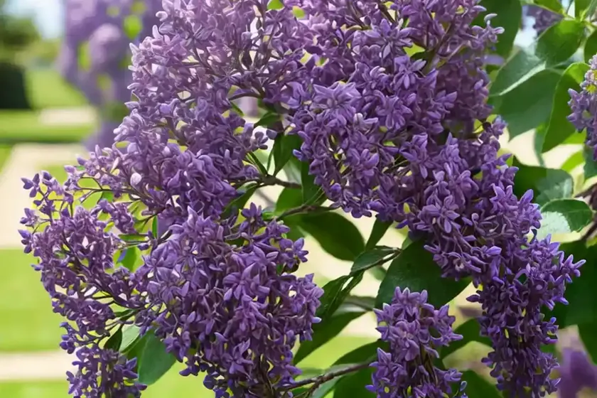 Lilac (Syringa ‘Bailbelle’ TINKERBELLE) — photo 3