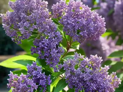Lilac (Syringa ‘Bailbelle’ TINKERBELLE)