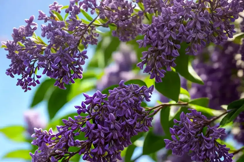 Lilac (syringa meyeri) — photo 3