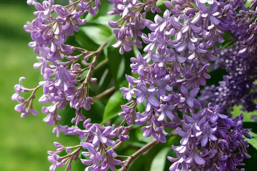 Lilac (syringa meyeri)