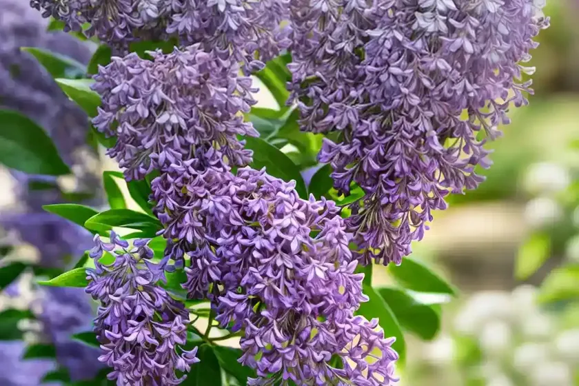Lilac (syringa meyeri var. spontanea) — photo 3