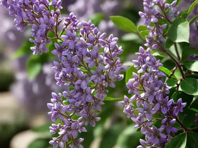 Lilac (Syringa Meyeri Var. Spontanea)