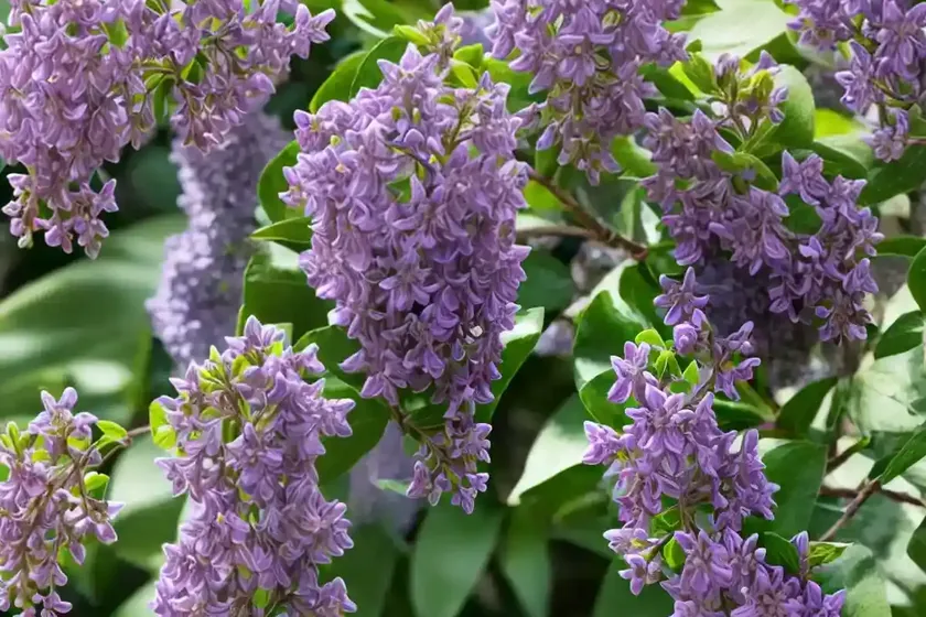 Lilac (syringa pubescens subsp. microphylla ‘superba’) — photo 2