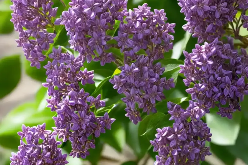 Lilac (syringa pubescens subsp. microphylla ‘superba’) — photo 3