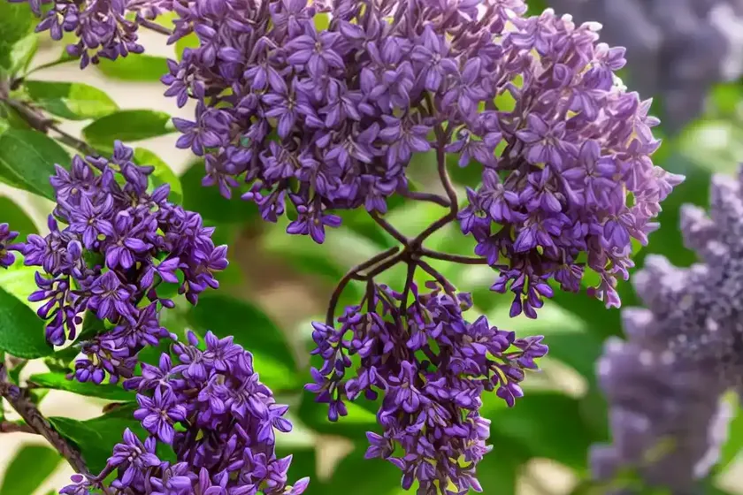 Lilac (syringa pubescens subsp. microphylla ‘superba’)