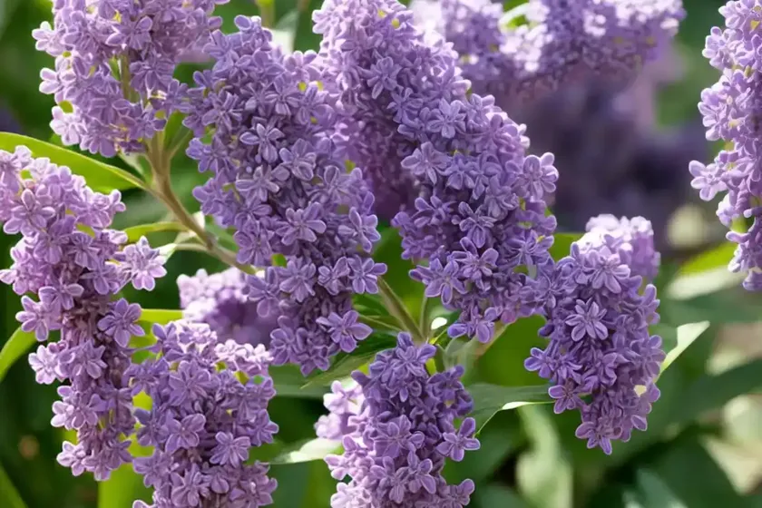 Lilac tasselflower (emilia sonchifolia) — photo 2