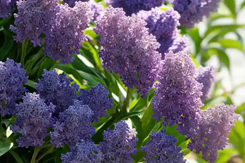 Lilac tasselflower (emilia sonchifolia) — photo 3