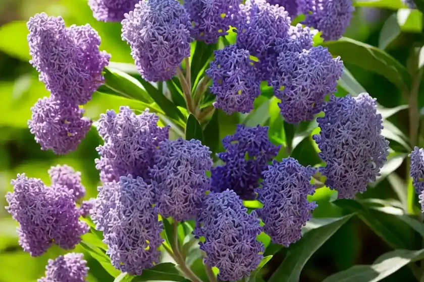 Lilac tasselflower (emilia sonchifolia)