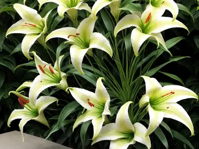 Lilium ‘Giraffe’ (Asiatic Lily)