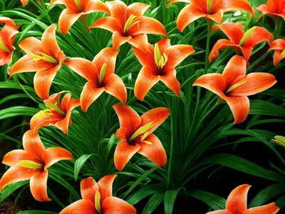 Lilium Pumilum (Coral Lily)