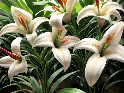 Lilium Roselily Elena (Double Oriental Lily)