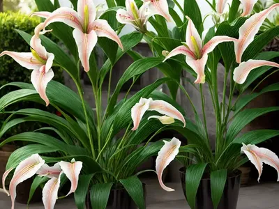 Lilium Roselily Tatsjana (Double Oriental Lily)