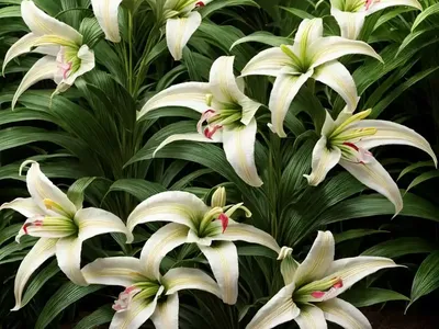Lilium Roselily Thalita (Double Oriental Lily)