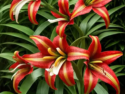 Lilium Speciosum Var. Rubrum (Lily)