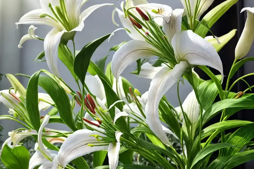 Lilium triumphator (longiflorum oriental hybrid lily) — photo 3