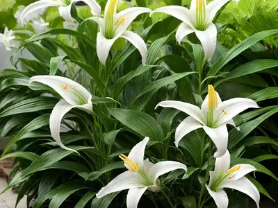 Lilium Triumphator (Longiflorum Oriental Hybrid Lily)