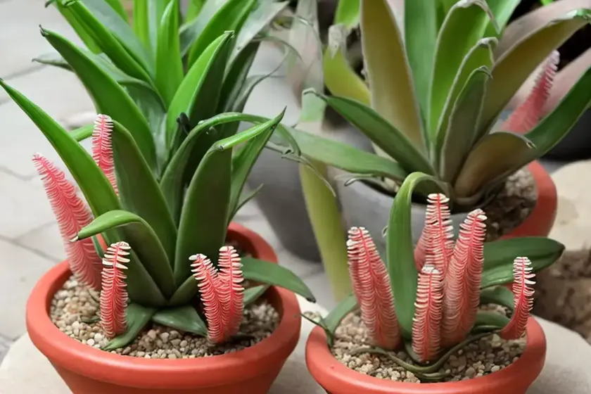 Lilliput gasteria (gasteria bicolor var. liliputana) — photo 3