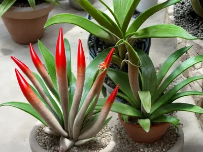 Lilliput Gasteria (Gasteria Bicolor Var. Liliputana)