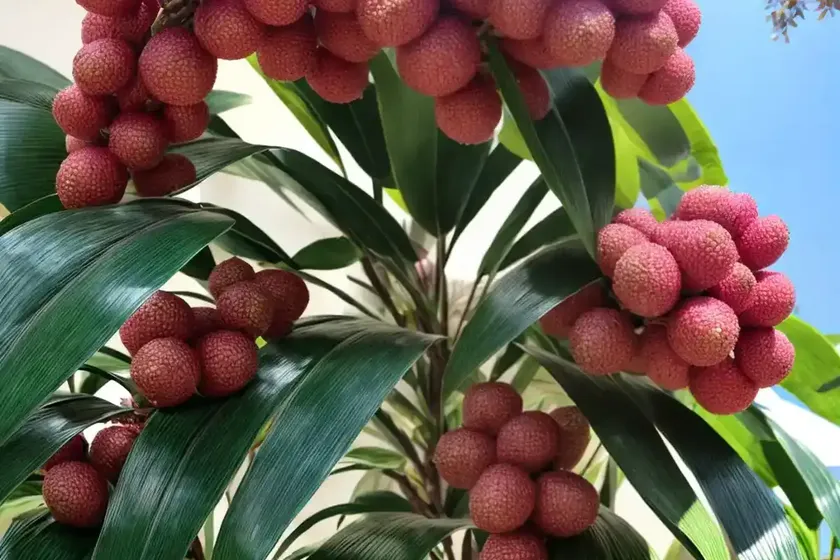 Lilly pilly (syzygium smithii) — photo 2