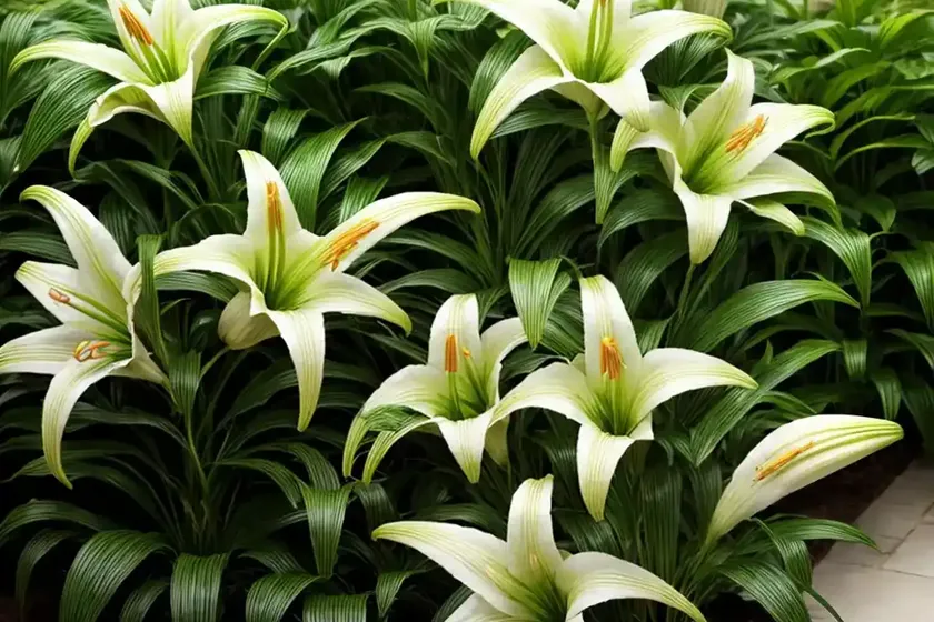 Lily (lilium) — photo 3