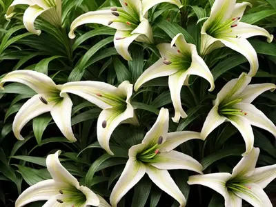 Lily (Lilium)