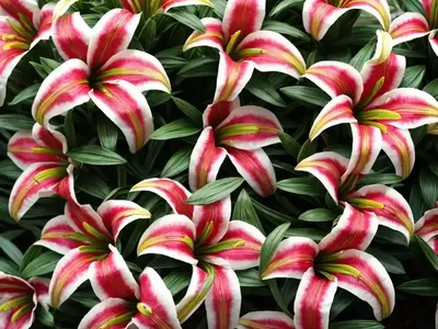Lily Of The Incas (Alstroemeria ‘Jupiter’)