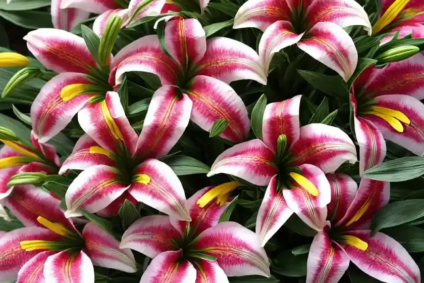 Lily of the incas (alstroemeria ‘koice’ inca ice) — photo 3