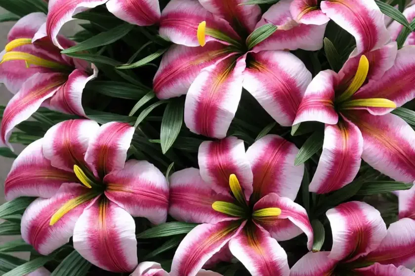 Lily Of The Incas (Alstroemeria ‘Pacific Sunset Dark Pink’) — photo 3