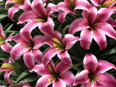 Lily Of The Incas (Alstroemeria ‘Pacific Sunset Dark Pink’)