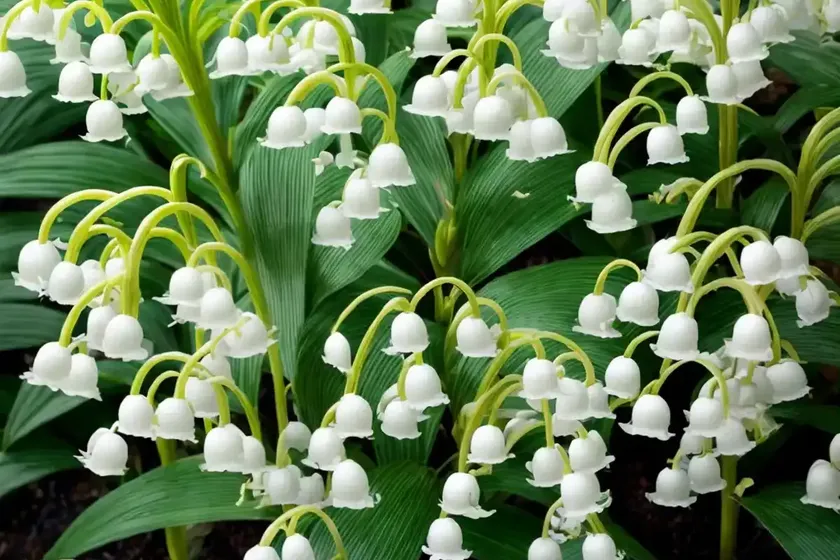 Lily of the valley bush (pieris ‘forest flame’) — photo 2
