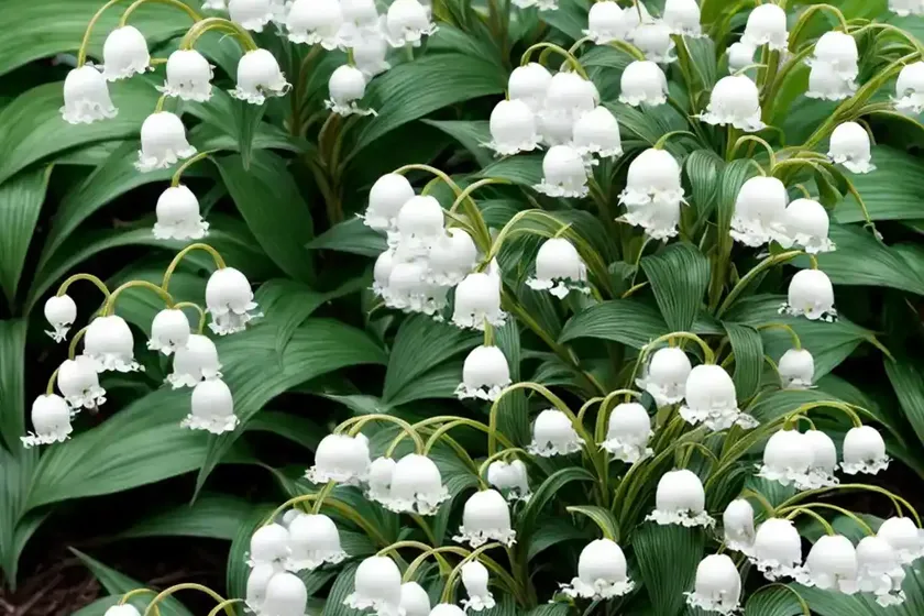 Lily of the valley bush (pieris ‘forest flame’) — photo 3