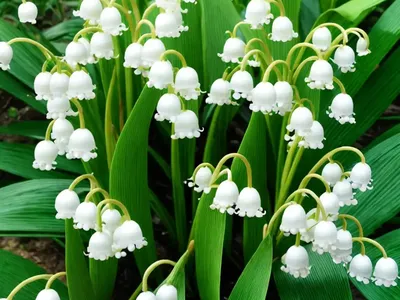 Lily Of The Valley Vine (Salpichroa Origanifolia)