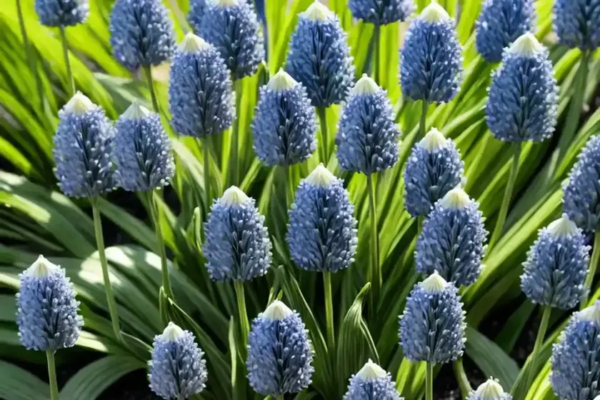 Lily turf (liriope muscari) — photo 2