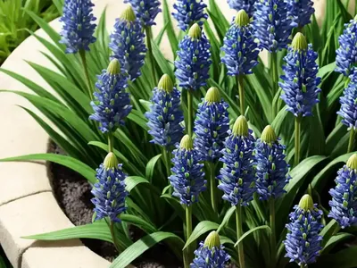 Lily Turf (Liriope Muscari)