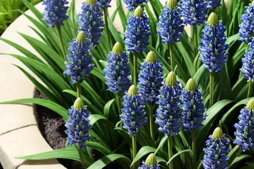Lily turf (liriope muscari)