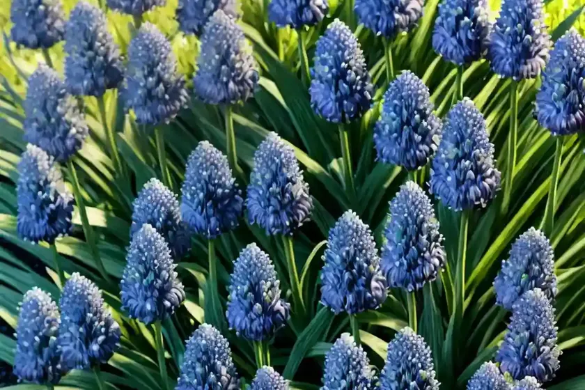 Lily turf (liriope muscari ‘big blue’) — photo 3